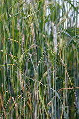 Flag, stalk or stripe smut of rye it is disease caused by the fungus Urocystis occulta which attacks the leaves and stalks of rye (Secale cereale).