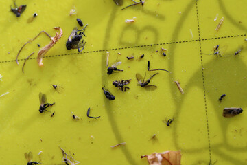 Macro view of insects stuck to a yellow sticky trap, among them 
European Cherry Fruit Fly (Rhagoletis cerasi).
