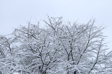 Fototapeta na wymiar 一面に雪がついた大きな木