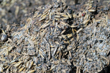 Mildewed, spoiled and with pests stored grain and seeds of other plants in warehouses.