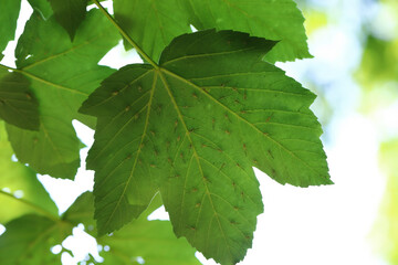 Numerous winged aphids on the underside of a maple leaf.