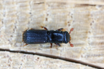 Platypus cylindrus, commonly known as the oak pinhole borer, is a species of ambrosia beetle in the weevil family Curculionidae formerly Platypodidae.