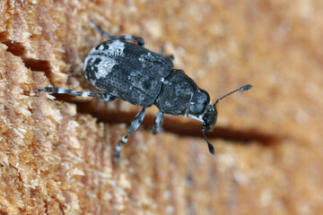 Fungus weevil (Tropideres albirostris), lateral, top view.