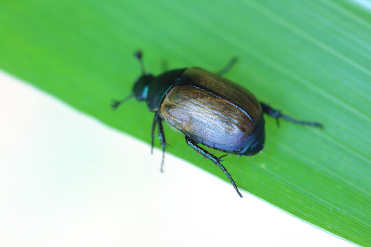 Closeup on Dune chafer beetle, Anomala dubia on a leaf.