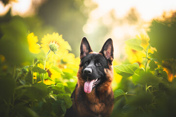 German shepherd dog in a sunflower field, summertime