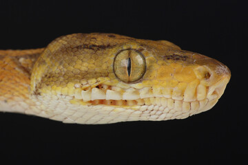 Portrait of an Amazon Tree Boa
