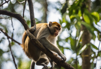 Curious Monkeys Agile Explorers of the Jungle Canopy