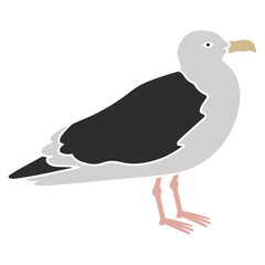 Common seagull city bird. Vector SVG color hand-drawn illustration