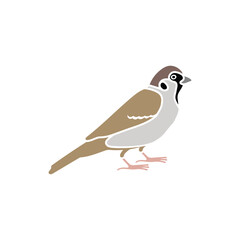 Sparrow city bird. Vector SVG color hand-drawn illustration