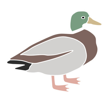 recommend clip art: Duck bird. Vector SVG color hand-drawn illustration