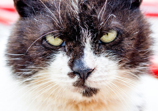 Black street angry cat close up