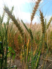 wheat field and sky