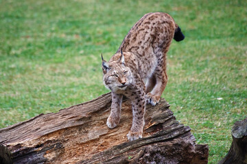 Lynx alerting on a fallen log in a grassy field