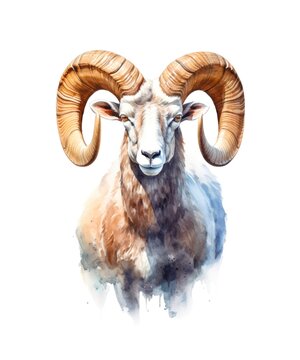 Watercolor illustration of a mountain sheep isolated on white background.