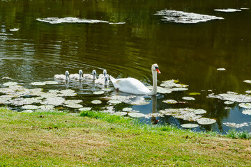 White swans in the park of Egeskov castle, Denmark.