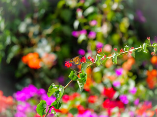 colorful background with a butterfly on a small flower