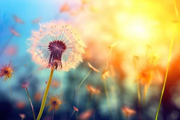 Tuinposter dandelion buds with a sunset © Alexei