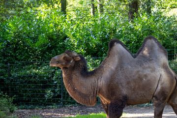 a dromedary in the zoo. bactrian camel