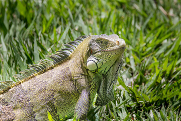 Brazilian Wildlife is very beautiful have many species with colorful variables. Are apes, lizards, mammals, felins, caimans, cats, bats, crabs, spiders, snakes and many others.