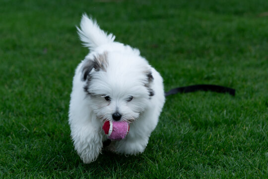 Cute  coton de tulear puppy playing outdoors. She is running around with a ball playing fetch during dog training. A furry little pet friend for young families.