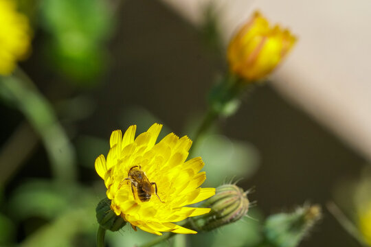 yellow flower with bee, on sunny days, for the preparation of honey