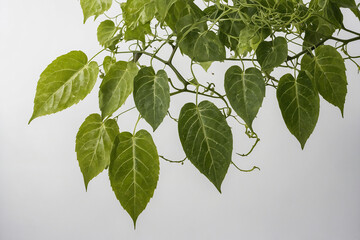 green leaves hanging background on white