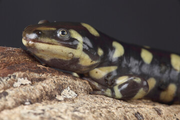 Portrait of a Tiger Salamander
