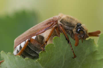Maybug eating leaf