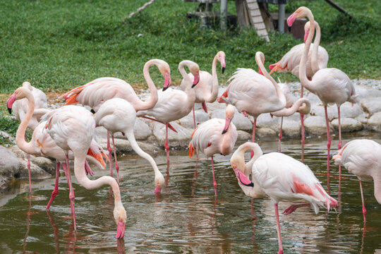 Greater Flamingo: Pink big bird, Al Areen Wildlife Park, Sakhir, Bahrain