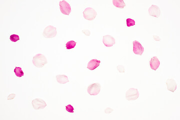 Sakura petals isolated on white background. Cherry blossom.