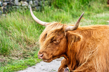 Highland Cows on Baslow Edge in the Peak District, Derbyshire, England