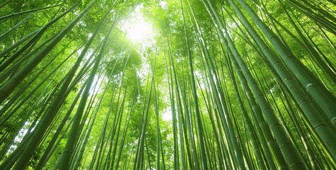 Fototapeta na wymiar Bamboo Grove Glows with Sunlight A Serene, Eco-Friendly Spot for Yoga and Meditation Generative AI