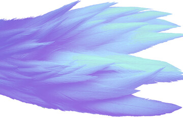 blue and white feathers isolated