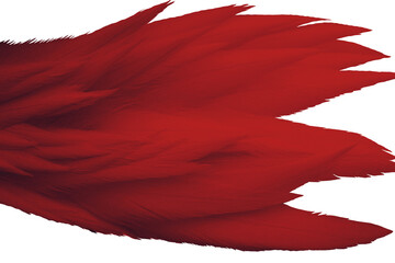 Feather red  isolated