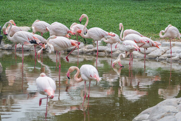 Greater Flamingo: Pink big bird, Al Areen Wildlife Park, Sakhir, Bahrain