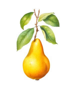 Watercolor illustration of a yellow pear isolated on white background.