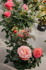 indoor roses in the greenhouse