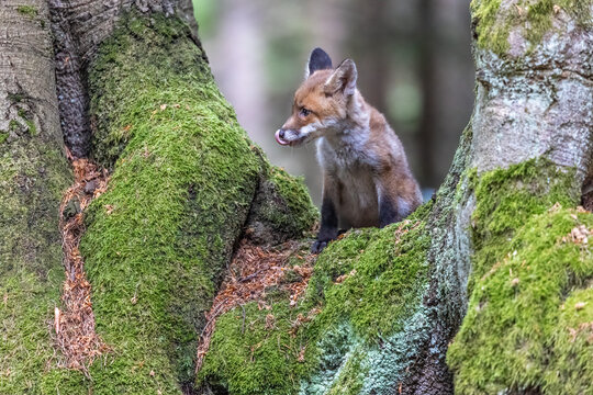 Adorable fox with a licking nose is posing in the forest between two  trees. Horizontally. 