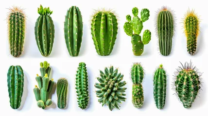 Raamstickers Cactus cactus collection isolated on white background.