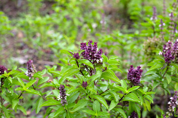 Sweet basil in vegetable garden. Fresh green leaves of herb plant