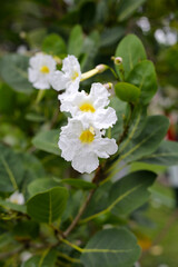 Obraz na płótnie Canvas White flower of tabebuia pallid