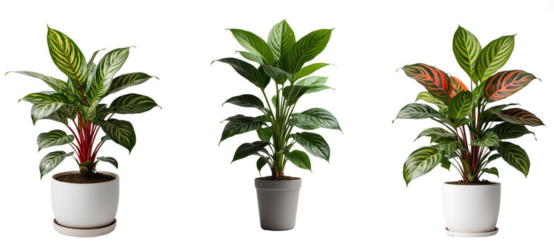 A Set of 3 Chinese Evergreen Indoor Decoration Plants On Transparent Background 300ppi