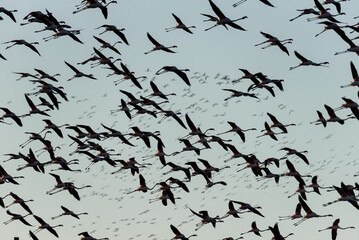 Flight of Tranquility: Flamingos Soaring Amidst Azure Skies