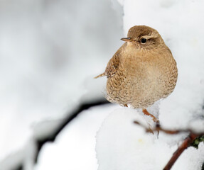 Eurasian wren perched in bush in winter with snow