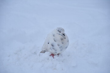 Naklejka premium bird on snow, pigeon