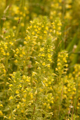 Closeup on the yellow Bartsia or glandweed, Parentucellia viscosa in the field