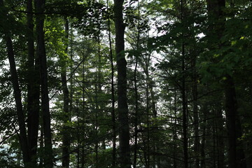 Fototapeta premium trees in the forest