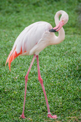 Greater Flamingo: Pink big bird, Al Areen Wildlife Park, Sakhir, Bahrain