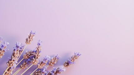 lavender on colored background with copy space