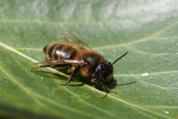 Closeup on a female of the rare Trimmers mining bee, Andrena trimerana sitting on a green Ivy leaf in the springtime sun